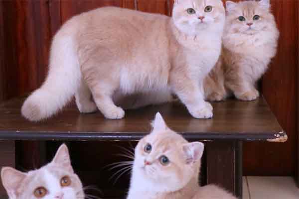 Bán hàng sang Trung Quốc: Việt Nam thắng về lượng, thua xa Thái Lan về giá trị-4