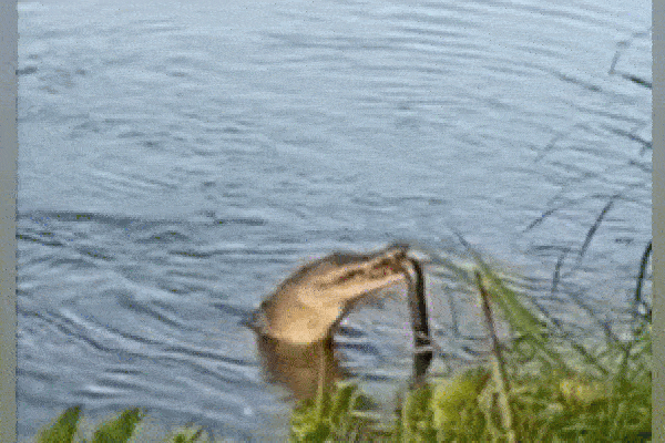 Clip: Cá sấu hoang dã ẩn nấp trong hồ bơi của nhà dân-1