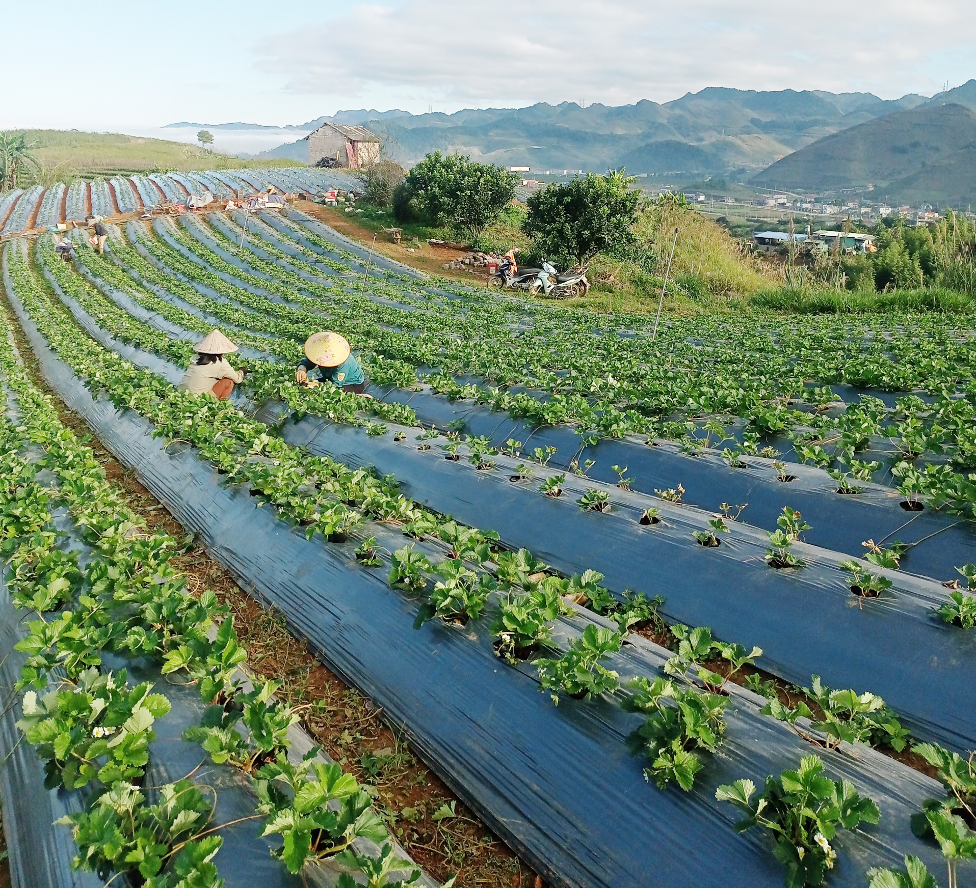 Dâu tây vào mùa chính vụ: Người bán chốt đơn dễ dàng-5