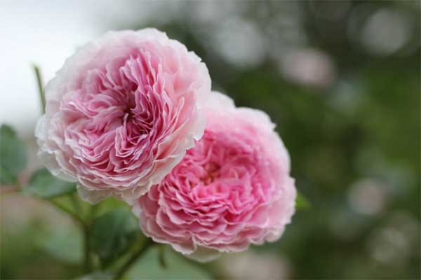 Tử vi ngày 14/3/2023: Tuổi Tý nên tránh thị phi, tuổi Mão tình cảm ngọt ngào-2