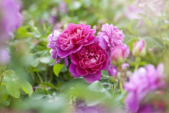 Tử vi ngày 14/3/2023: Tuổi Tý nên tránh thị phi, tuổi Mão tình cảm ngọt ngào