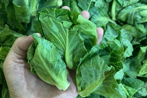 Cũng là rau ngót, có loại bán giá lên đến 200.000 đồng/kg vẫn cháy hàng-5