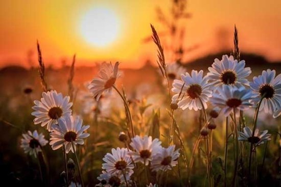 Tử vi ngày 15/3/2023: Tuổi Thìn công việc như mơ, tuổi Tuất tiểu nhân cạnh tranh