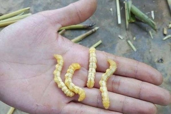 Sự thật sâu chít bổ thận, tráng dương