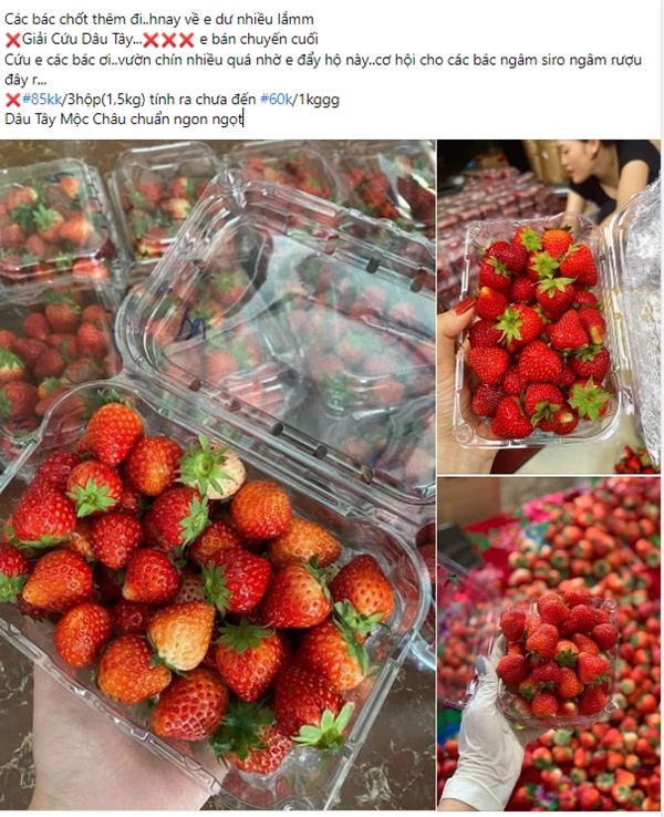 Giá dâu tây đang rẻ, chị em nên tận dụng ăn để khỏe đẹp-1