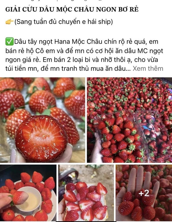 Giá dâu tây đang rẻ, chị em nên tận dụng ăn để khỏe đẹp-2