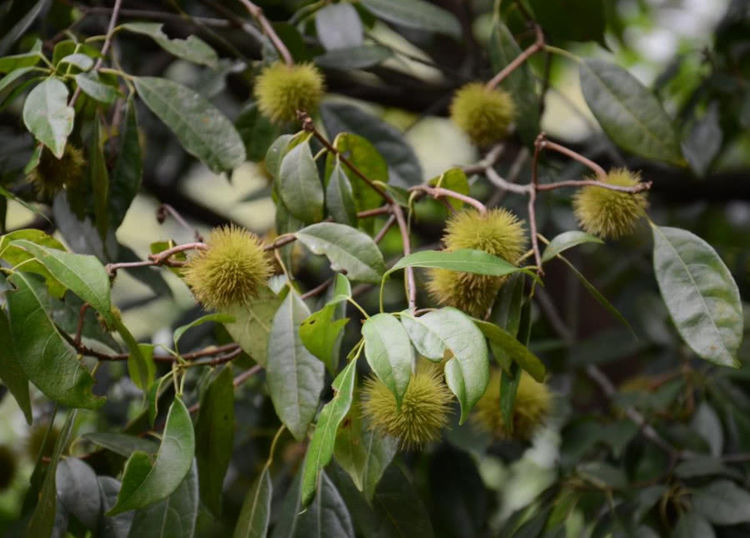Quả lạ đội lốt” chôm chôm, nhân đỏ như máu, lấy hạt đem bán kiếm gần 400 nghìn/kg-3