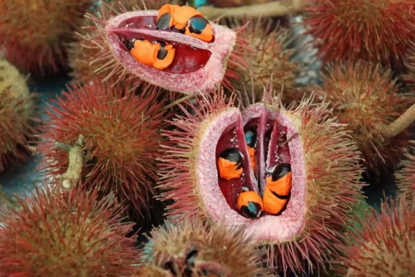 Thanh trà giá rẻ như cho ngập chợ mạng-4