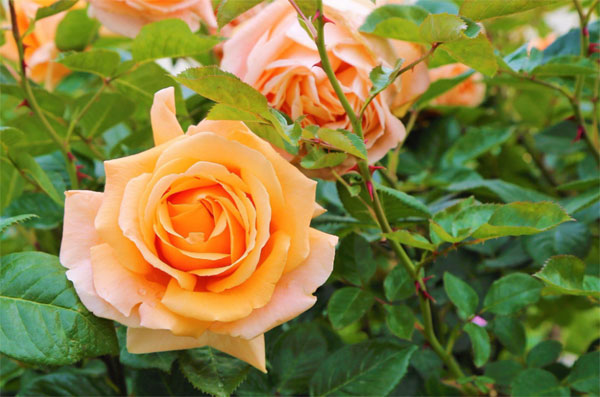 Trẻ có giờ sinh này, thông minh, tài năng, lớn lên thành đạt, cha mẹ hưởng phúc-3