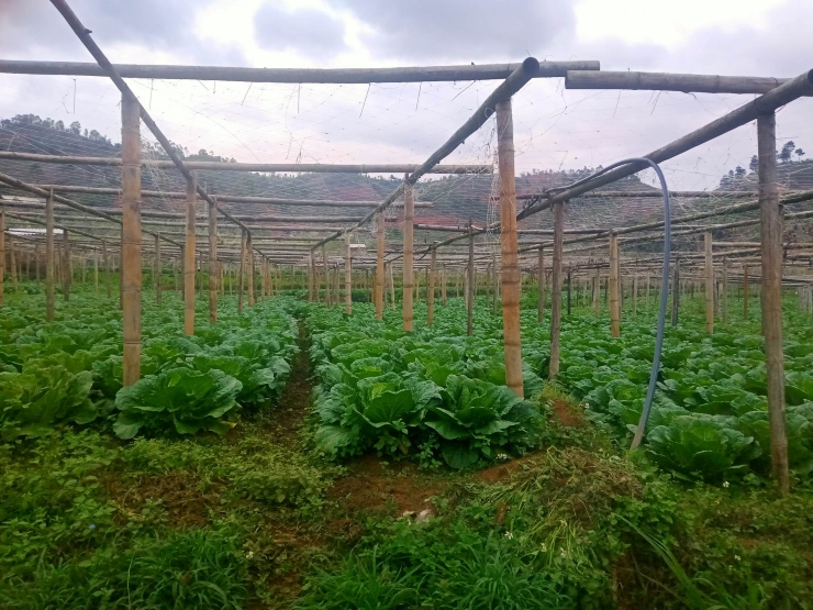 Cải thảo Sơn La giá rẻ như cho, chỉ hơn 1.000 đồng/kg, nhà vườn thất thu-1