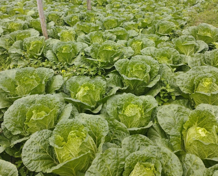 Cải thảo Sơn La giá rẻ như cho, chỉ hơn 1.000 đồng/kg, nhà vườn thất thu-2