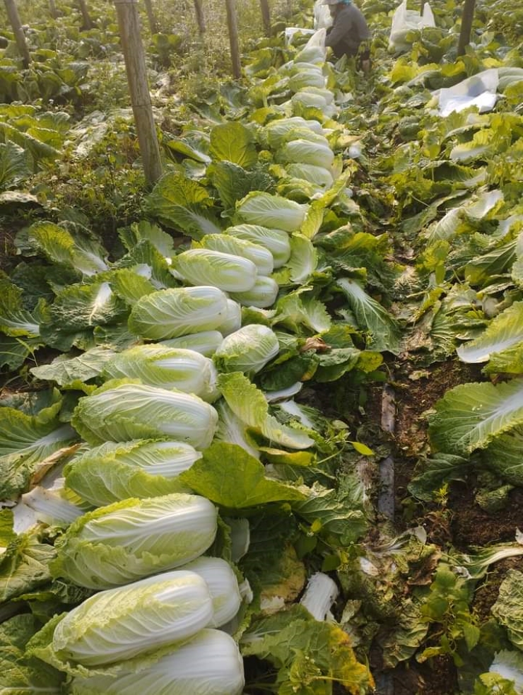 Cải thảo Sơn La giá rẻ như cho, chỉ hơn 1.000 đồng/kg, nhà vườn thất thu-3