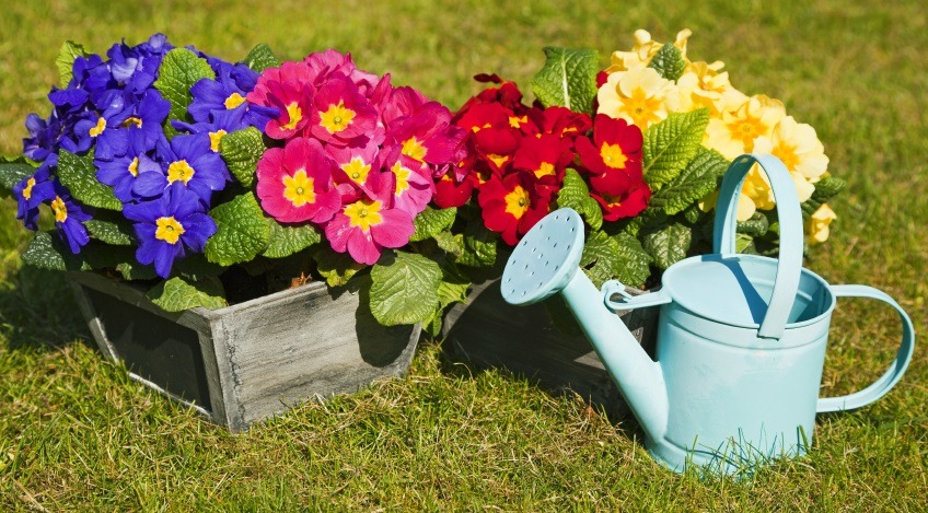 Cắm đũa vào chậu cây cảnh giải quyết 5 vấn đề lớn trong trồng hoa, người tay mới thường không biết-1