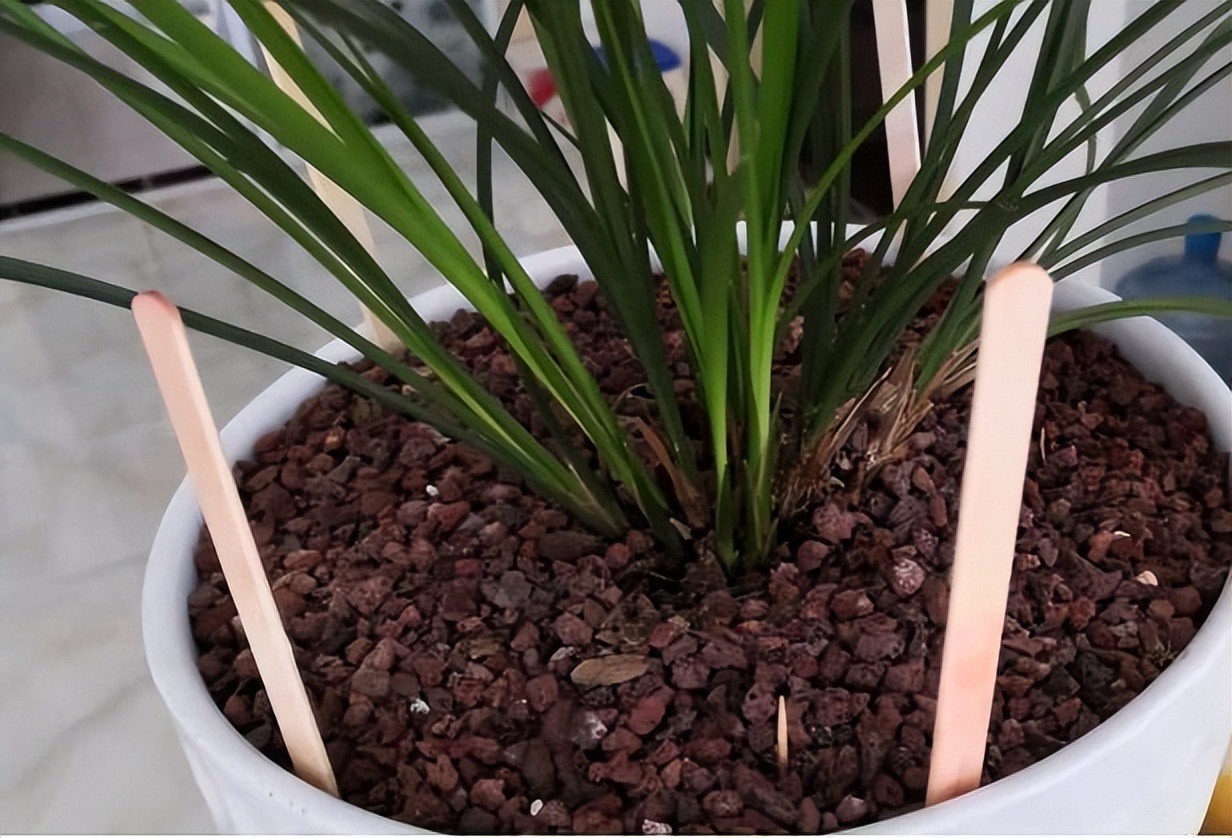 Cắm đũa vào chậu cây cảnh giải quyết 5 vấn đề lớn trong trồng hoa, người tay mới thường không biết-2