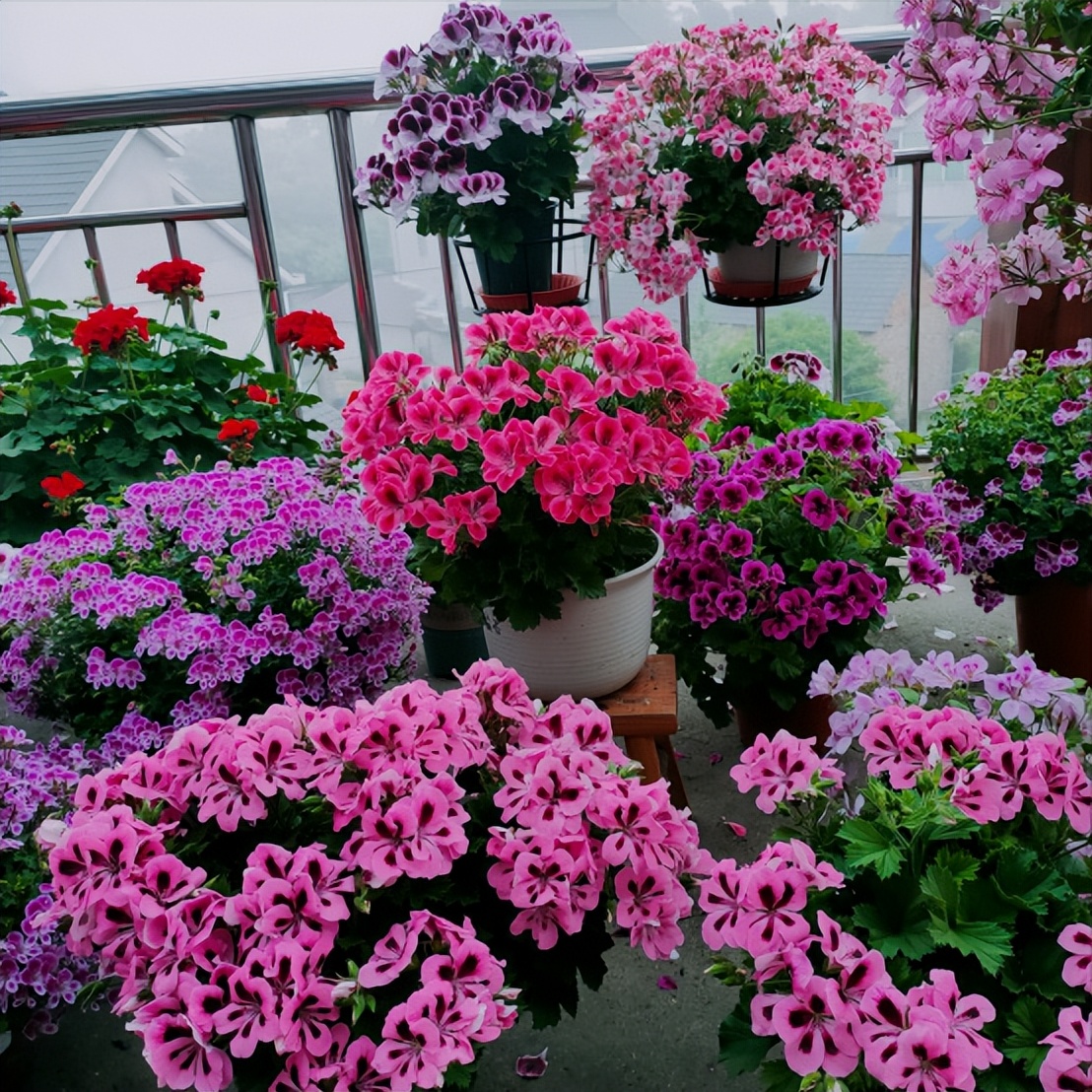 Cắm đũa vào chậu cây cảnh giải quyết 5 vấn đề lớn trong trồng hoa, người tay mới thường không biết-3