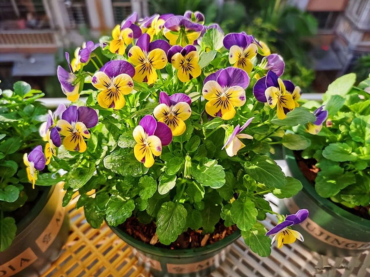 Cắm đũa vào chậu cây cảnh giải quyết 5 vấn đề lớn trong trồng hoa, người tay mới thường không biết-5