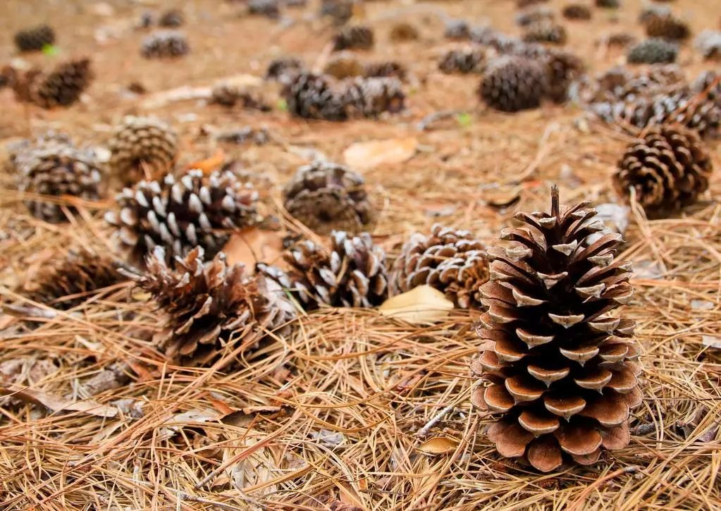 Cắm đũa vào chậu cây cảnh giải quyết 5 vấn đề lớn trong trồng hoa, người tay mới thường không biết-8