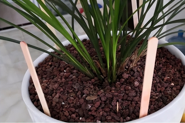 5 cây cảnh nếu không đổi nhà mới sẽ thành kẻ phá phách, ăn sạch đất, bóp vỡ chậu-12