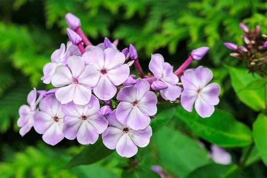 Tử vi ngày 16/3/2023: Tuổi Ngọ thành quả xứng đáng, tuổi Dậu rắc rối triền miên