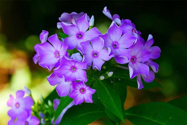 Tử vi ngày 16/3/2023: Tuổi Ngọ thành quả xứng đáng, tuổi Dậu rắc rối triền miên-2