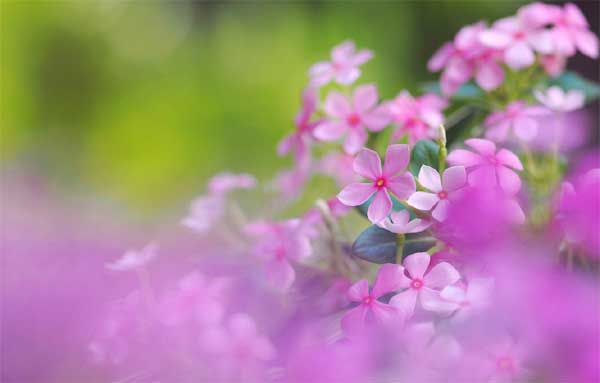 Tử vi ngày 16/3/2023: Tuổi Ngọ thành quả xứng đáng, tuổi Dậu rắc rối triền miên-3