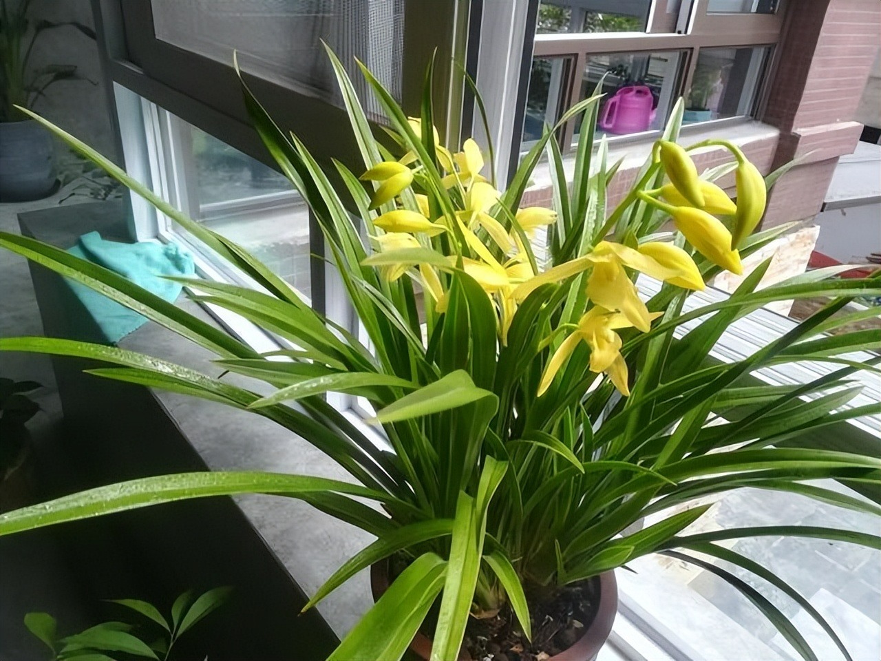 5 cây cảnh nếu không đổi nhà mới sẽ thành kẻ phá phách, ăn sạch đất, bóp vỡ chậu-2