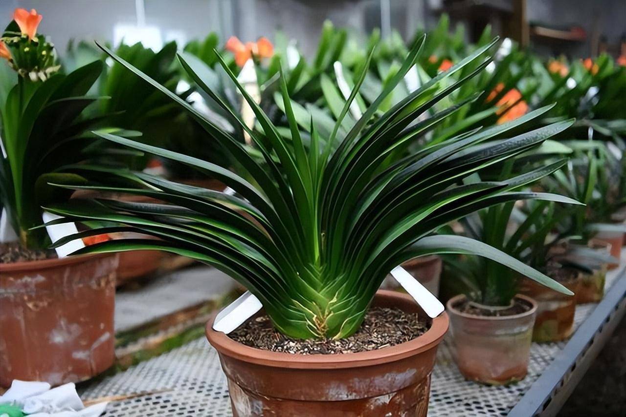 5 cây cảnh nếu không đổi nhà mới sẽ thành kẻ phá phách, ăn sạch đất, bóp vỡ chậu-4