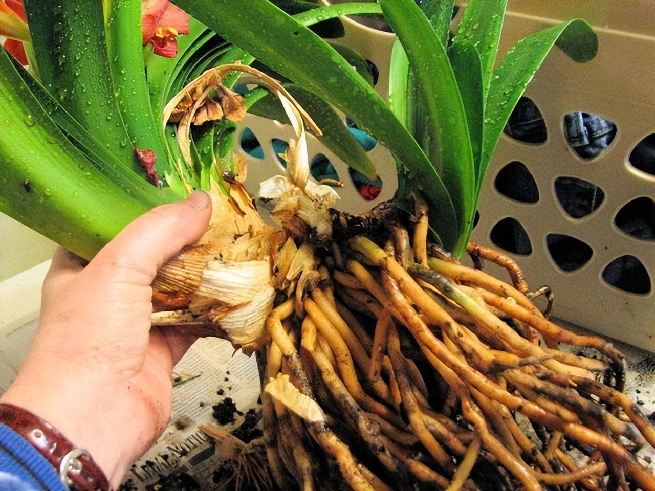 5 cây cảnh nếu không đổi nhà mới sẽ thành kẻ phá phách, ăn sạch đất, bóp vỡ chậu-5