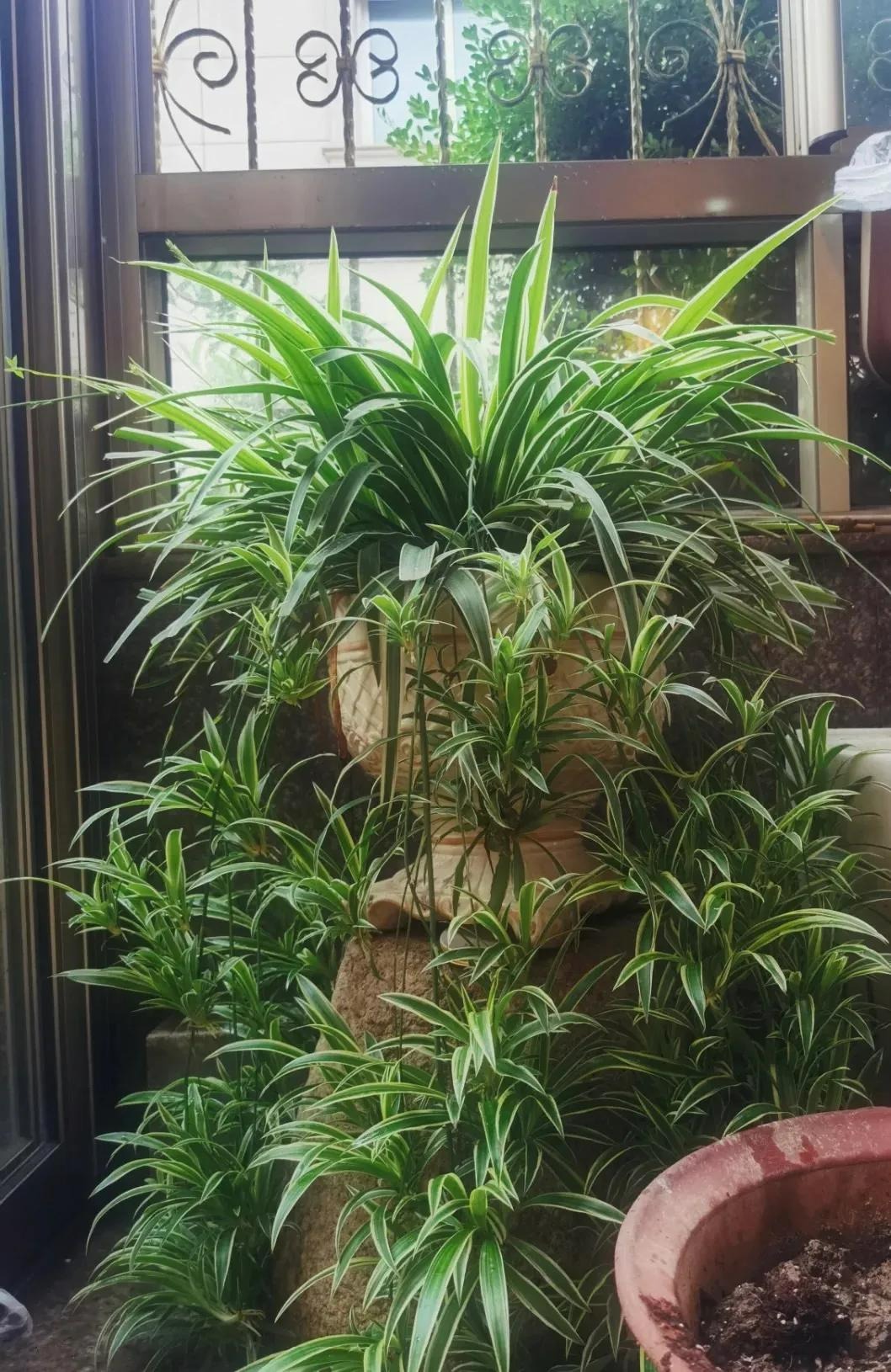 5 cây cảnh nếu không đổi nhà mới sẽ thành kẻ phá phách, ăn sạch đất, bóp vỡ chậu-6