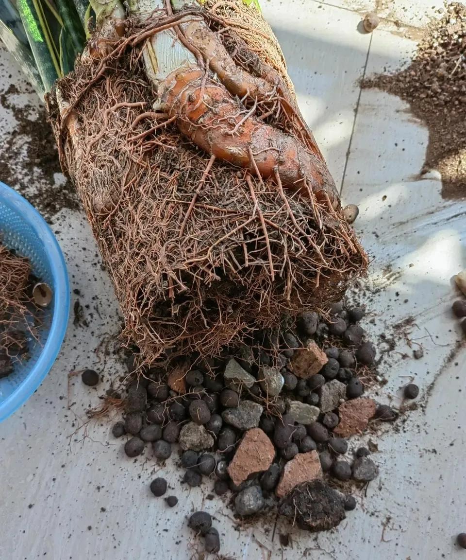 5 cây cảnh nếu không đổi nhà mới sẽ thành kẻ phá phách, ăn sạch đất, bóp vỡ chậu-11