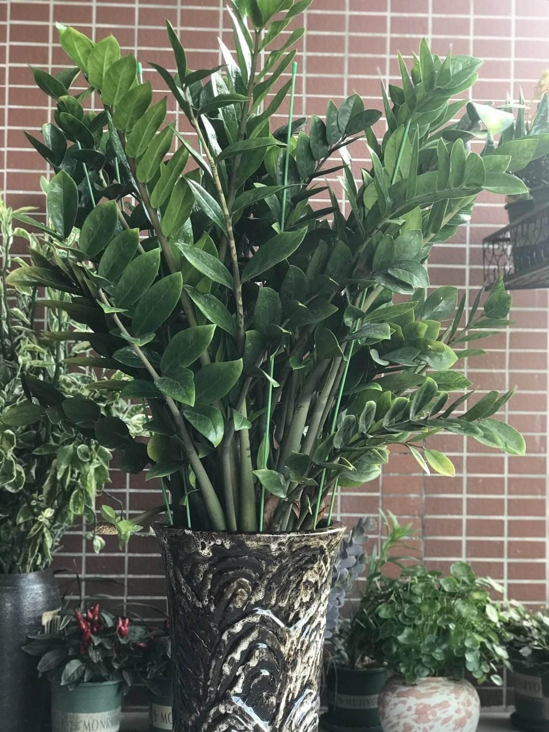 5 cây cảnh nếu không đổi nhà mới sẽ thành kẻ phá phách, ăn sạch đất, bóp vỡ chậu-8