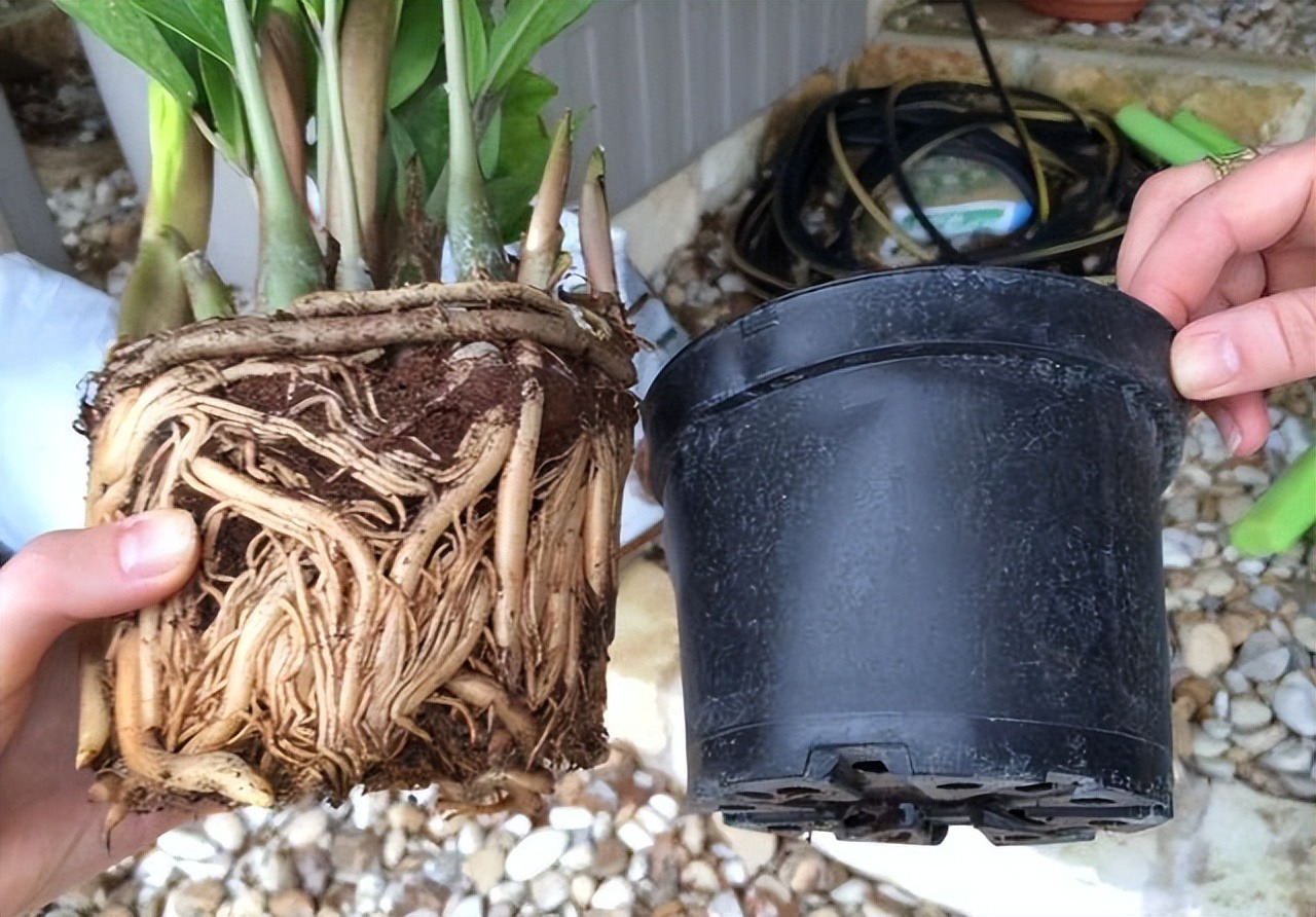 5 cây cảnh nếu không đổi nhà mới sẽ thành kẻ phá phách, ăn sạch đất, bóp vỡ chậu-9