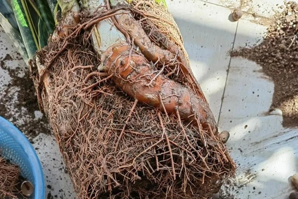 Trong nhà có 7 loại cây cảnh này, hoa tươi người héo, người xưa khuyên không nên trồng-15