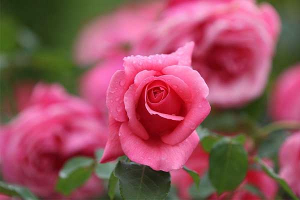 Sinh vào 5 ngày Âm lịch này, khiếm tốn, lại tốt bụng, về già có của ăn của để-1