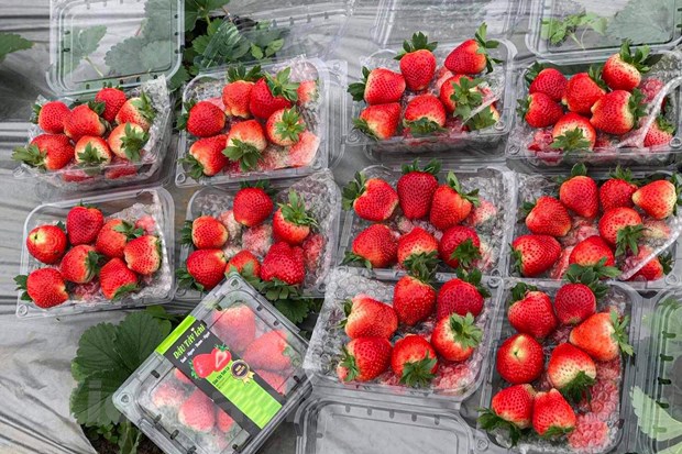 Sự thật dâu tây Sơn La giá rẻ tràn ngập chợ: Chị bán hàng tiết lộ chiêu nhận biết dâu chuẩn, xịn-1