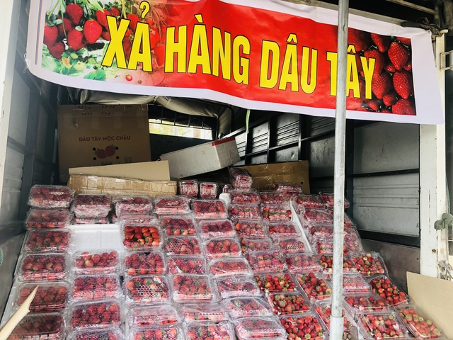 Sự thật dâu tây Sơn La giá rẻ tràn ngập chợ: Chị bán hàng tiết lộ chiêu nhận biết dâu chuẩn, xịn-2