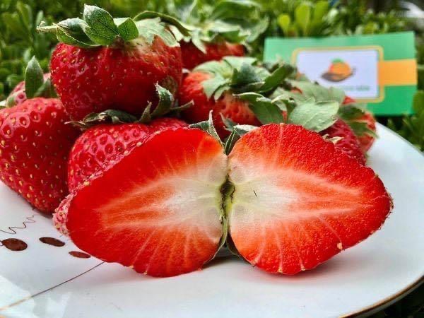 Sự thật dâu tây Sơn La giá rẻ tràn ngập chợ: Chị bán hàng tiết lộ chiêu nhận biết dâu chuẩn, xịn-5
