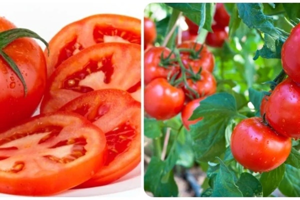 Những người không nên ăn cà chua-1