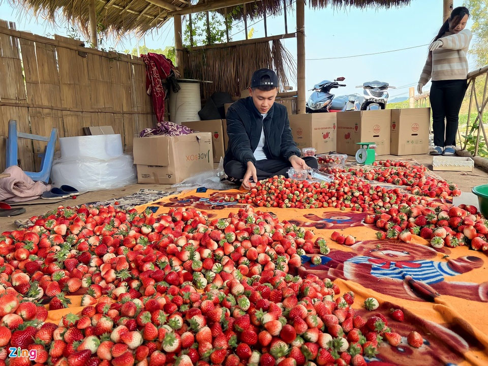 Nông dân khốn đốn vì dâu tây Sơn La bị hiểu nhầm đến từ Trung Quốc-1