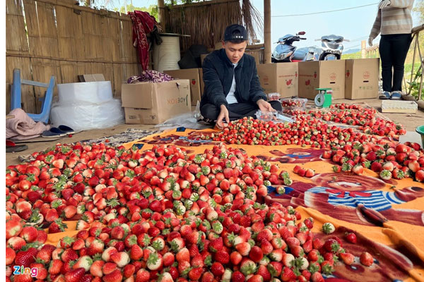 Bí mật phía sau loại dâu tây giá 3 triệu đồng/quả-3