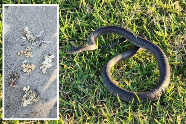 Úc: Bé 2 tuổi đuổi theo rắn độc, phát hiện điều kinh dị-1