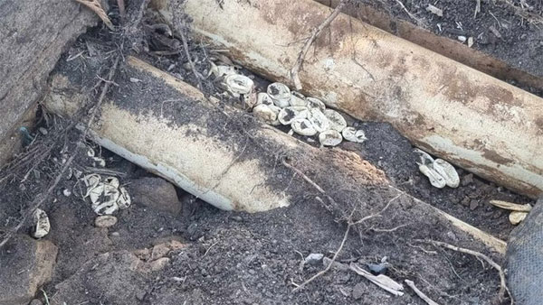 Úc: Bé 2 tuổi đuổi theo rắn độc, phát hiện điều kinh dị-2