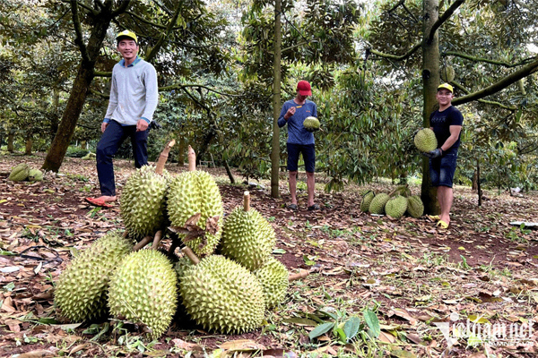 3 mùa trúng giá đã lãi tiền tỷ, một lần giải cứu mất cả thị trường-1