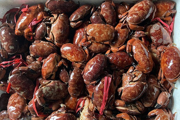 Loại cua khổng lồ muốn mua phải đặt trước, giá bán một con bằng cả chiếc xe máy-3