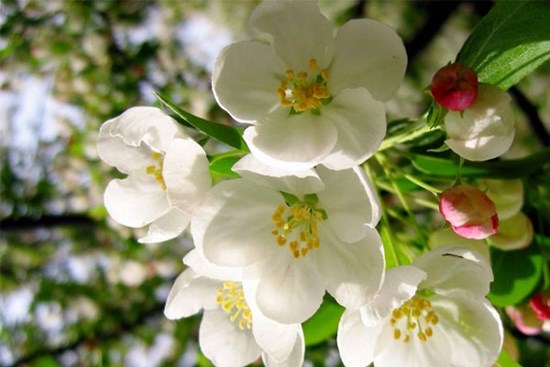 Nỗ lực không ngừng, 3 con giáp có phúc lộc song toàn, năm 2023 phất cờ chiến thắng