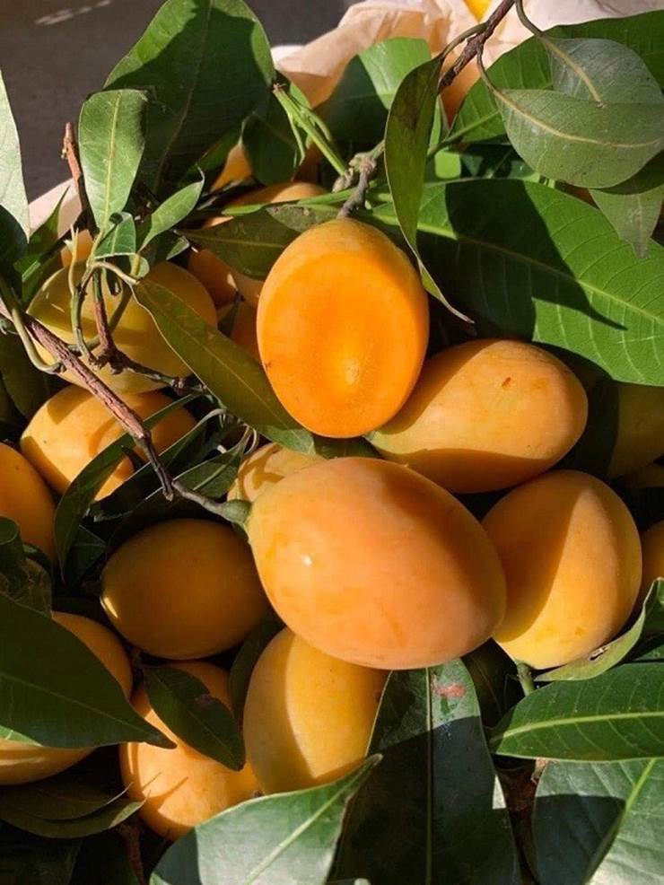 Thanh trà giá rẻ như cho ngập chợ mạng-2