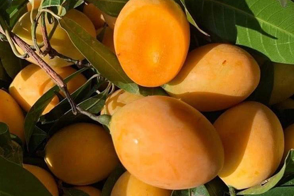 Loại quả giải nhiệt bán đầy chợ nhưng người đau dạ dày không nên ăn插图1