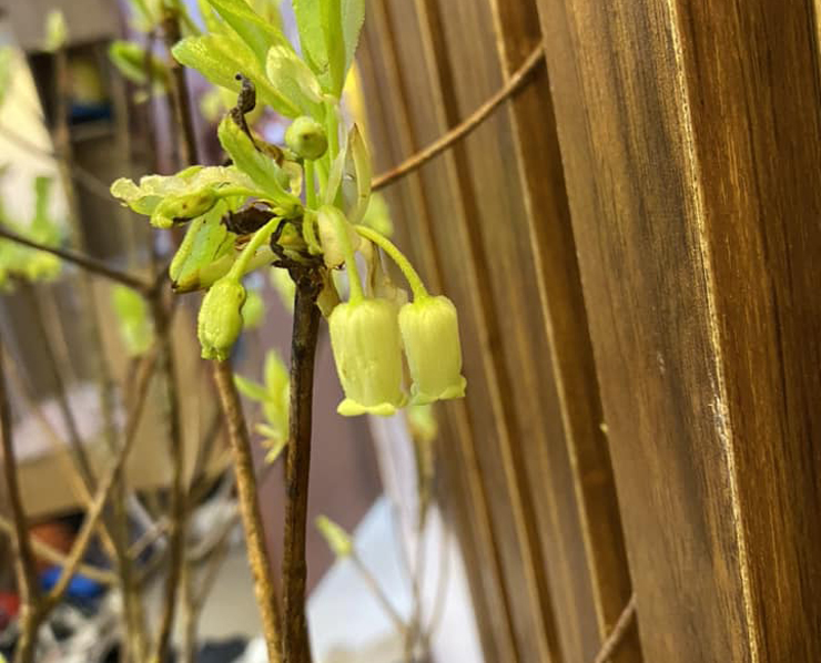 Kỳ lạ hoa đào màu xanh xuống phố, dân buôn ngày bán hàng chục bó-1