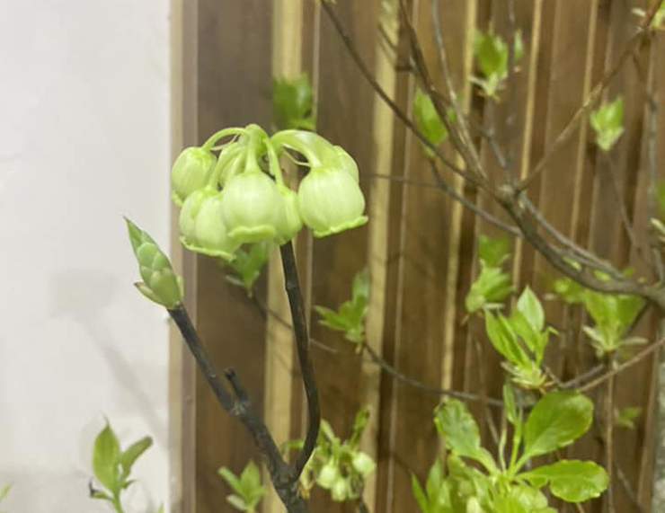 Kỳ lạ hoa đào màu xanh xuống phố, dân buôn ngày bán hàng chục bó-2