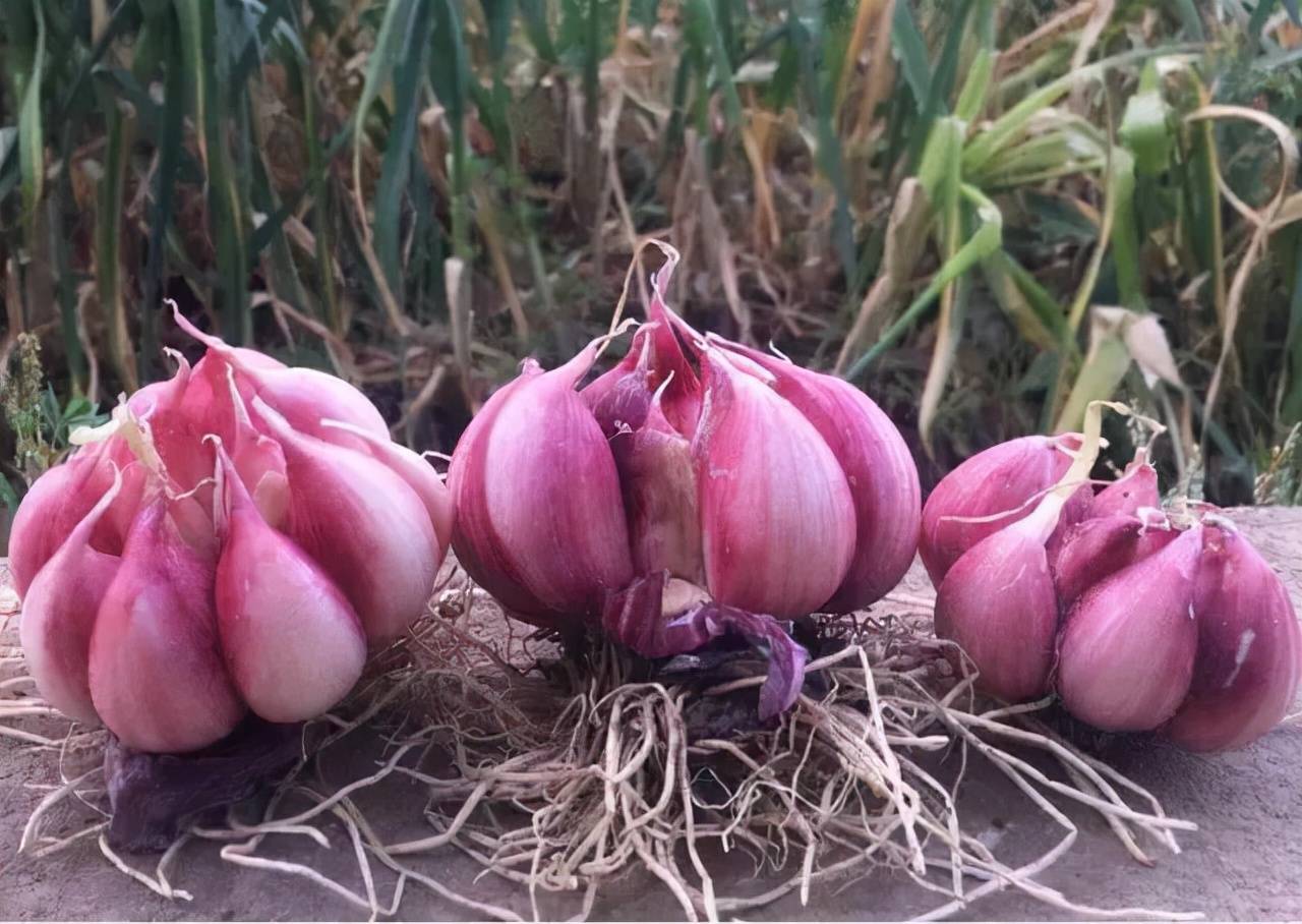 Cùng là tỏi nhưng bên ngoài lại có củ màu tím và củ màu trắng, làm sao để chọn mà không bị mất tiền oan?-4